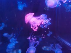 -梦幻海洋王国(吾悦广场张家港店)