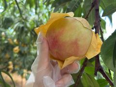 -老袁家蜜桃农场·阳山水蜜桃