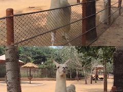 -大连森林动物园