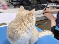 -芭比堂动物医院·CT·微创中心(新顺分院)