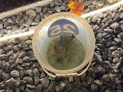 -DGE季风钓虾营地·团建·聚会
