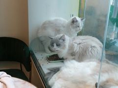 -喵喵咪呀布偶猫咖(春熙路店)
