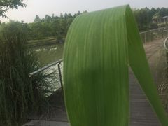 -九里河湿地公园