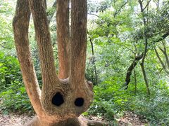 -上海佘山国家森林公园天马山园