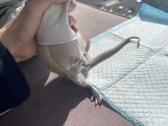 -爱侣宠医·鹦鹉专科·小型哺乳类·异宠专科(灵石路店)