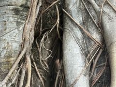 -三亚海棠湾万丽度假酒店