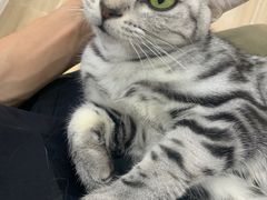 -李小姐の猫咖啡馆(五角场店)