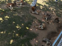 -西霞口神雕山野生动物世界