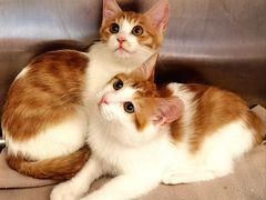 -萌兽医馆·犬猫专科·眼科中心·宠物医院(朝阳门分院)