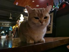 -咖法森林·咖啡  酒吧(天河店)