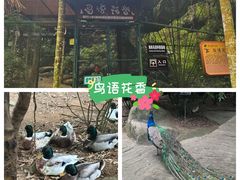 -呀诺达热带雨林
