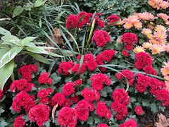 -上海共青森林公园