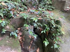 -都江堰普照寺