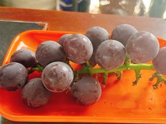 -马陆小张葡萄园农家乐