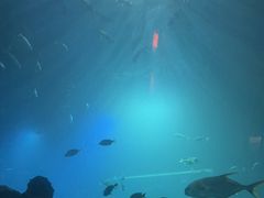 -海棠湾洲际-涛·海底餐厅·美人鱼·自助餐·海底隧道