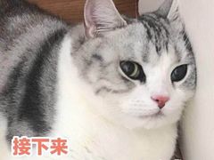 -熊猫川菜馆 panda chine