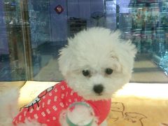 -FAELING PETS美天灵宠物(富力广场店)