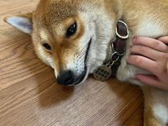 -柴犬高等学院·狗咖·柴犬售卖·宠物训练