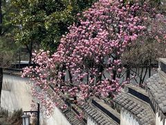 -苏州上方山国家森林公园