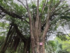 -青芝山风景名胜区