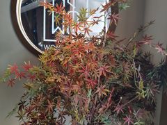 -首秀·四川料理(星耀101店)