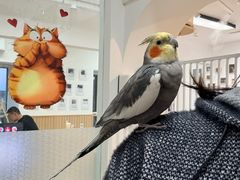-鼓捣猫呢主题猫咖店