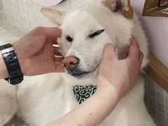 -柴务处·柴犬主题狗咖