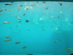 -瑞德姆美人鱼海底演艺主题餐厅(亚龙湾店)