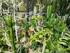 -深圳仙湖植物园