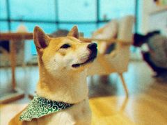 -柴犬小屋·柴餐厅·狗咖食堂(金鼎广场店)