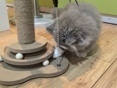 -宠物星动物医院·眼科·异宠·猫科(江南大道总院)