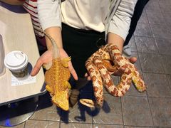 -上海大自然野生昆虫馆(东方明珠·爬宠昆虫探索中心)