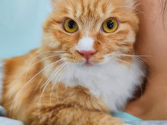 -爱洗澡的猫(望京店)