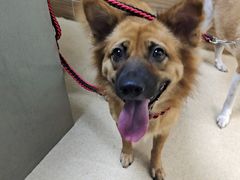 -爱侣宠医·鹦鹉专科·小型哺乳类·异宠专科(灵石路店)