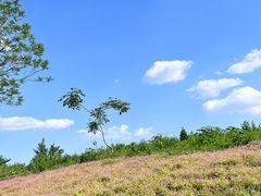 -白鹭湾湿地公园