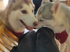 -Husky Go! 哈士奇体验馆·宠物咖啡厅狗咖