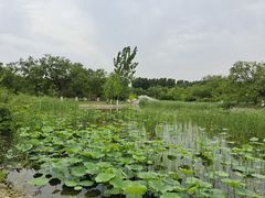-御林古桑园