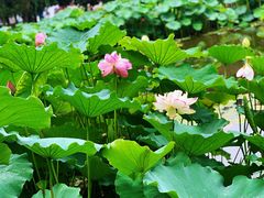 -陈家山荷花公园