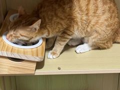 -御宝贝·A梦猫科宠物医院(国际猫友好医院)