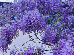 -青果巷历史文化街区