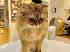 -滚猫咖啡·猫咖·猫友好撸猫(未来城店)