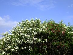 -贡湖湾湿地公园