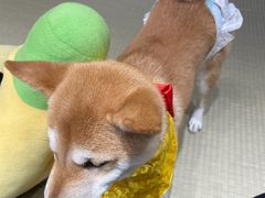 -逗柴咖啡屋·狗咖猫咖宠物桌游