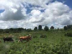 -塞罕坝国家级自然保护区