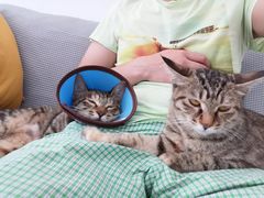 -瑞派名望24h动物医院异宠专科·猫专科·骨科·重症监护分院