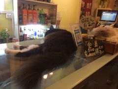 -猫色咖啡·猫咖