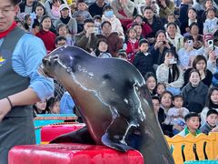 -海合安武汉极地海洋公园