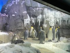 -大阪海游馆