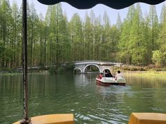 -水杉园