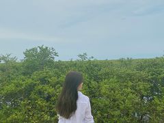 -北海金海湾红树林生态旅游区